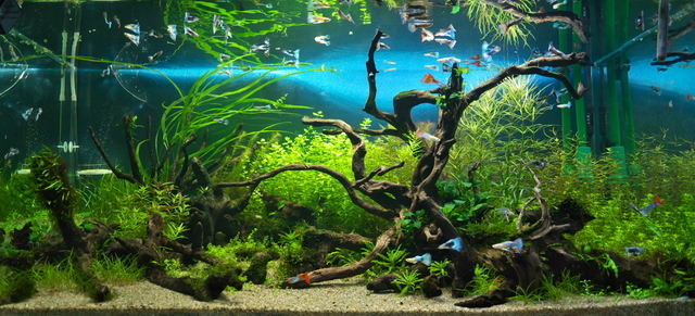 90cm水槽 水景08 その③ ～グッピー投入編～: 「earthの